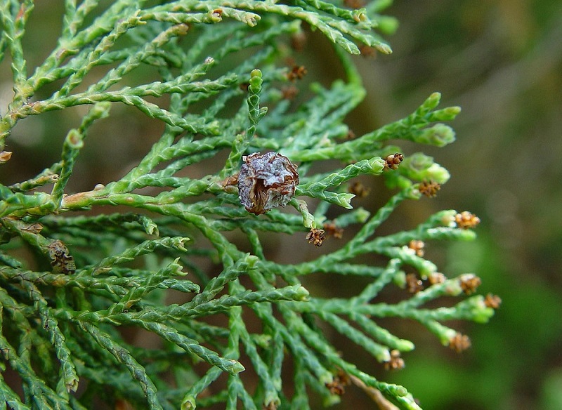 Andelye Conica cedar - Chamaecyparis thyoides 'Andelye Conica' from Native Plant Trust