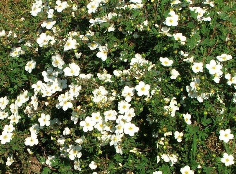 Abbotswood shrubby-cinquefoil - Dasiphora floribunda 'Abbottswood' from Native Plant Trust