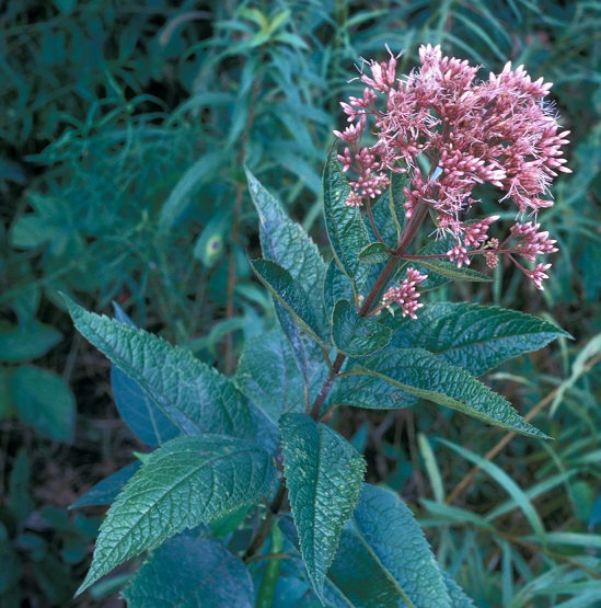 coastal plain Joe-Pye weed - Eutrochium dubium from Native Plant Trust