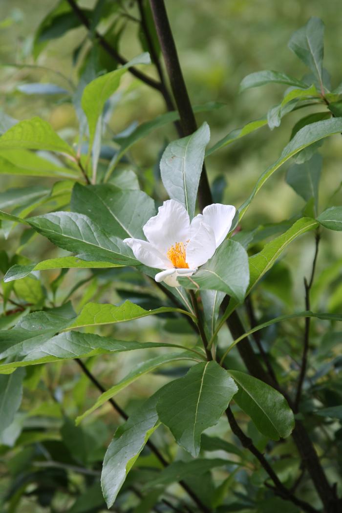  Dan Jaffe(c) Native Plant Trust