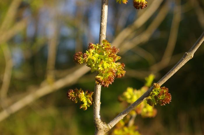 Bonnie Isaac, iNaturalist, https://www.inaturalist.org/observations/251239128