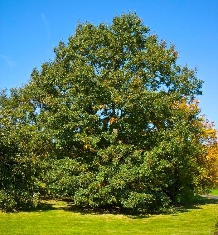 Quercus velutina - black oak, CC-BY 2.5, Wikimedia Commons