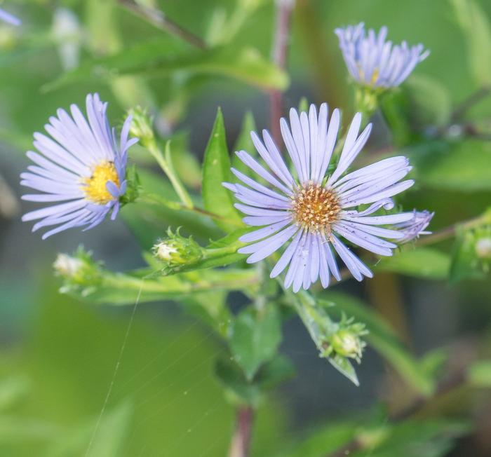 Symphyotrichum puniceum - purple-stemmed aster by Jesse Rorabaugh, Public Domain image.