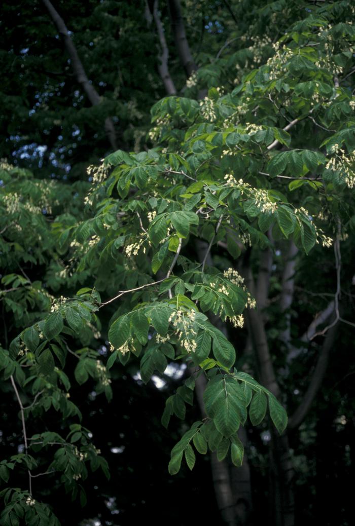 John Lynch (c) Native Plant Trust