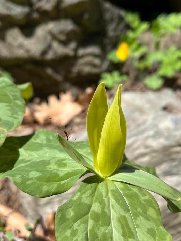 Cole Campbell (c) Native Plant Trust