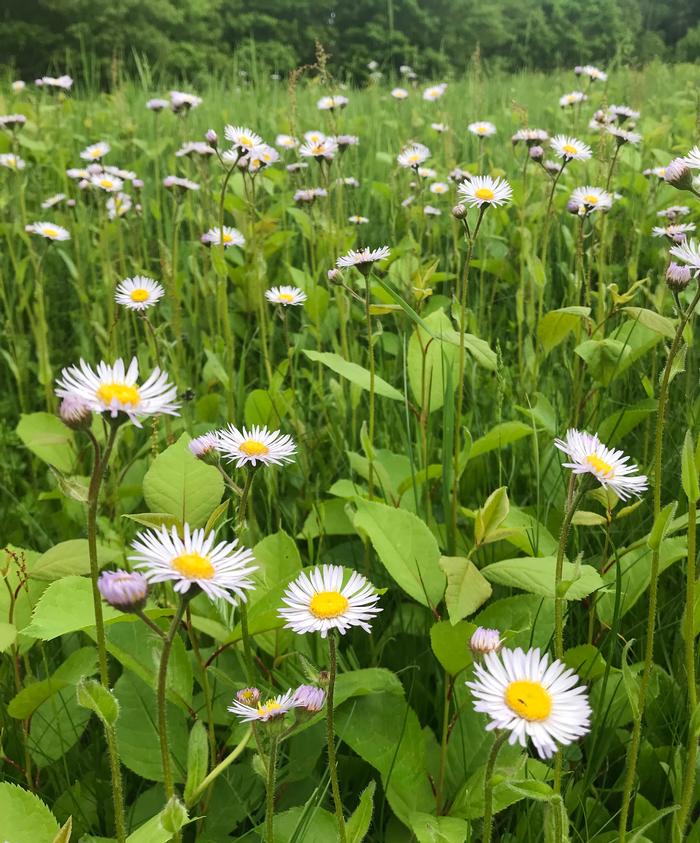 Photo by Dan Jaffe � Native Plant Trust
