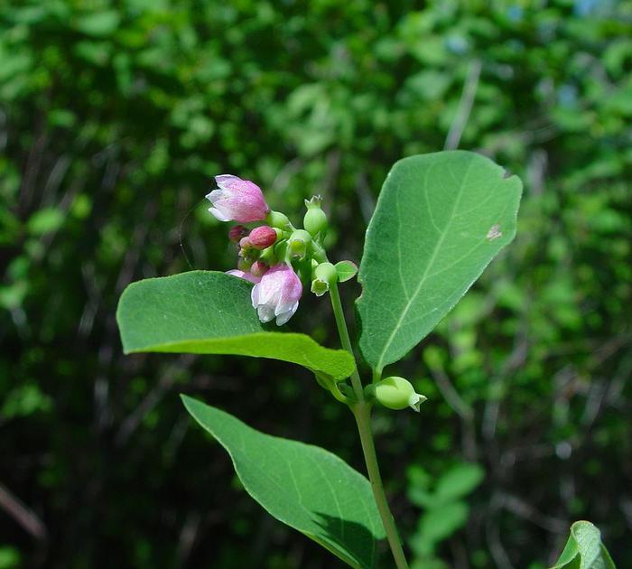 Arthur Haines (c) Native Plant Trust