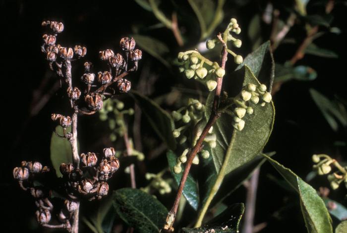 Frank Bramley (c) Native Plant Trust