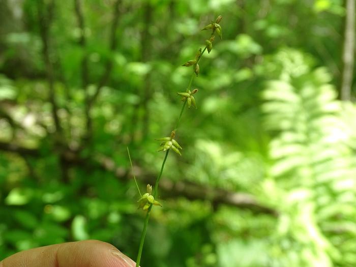 Photo by Reuven Martin, iNaturalist, https://www.inaturalist.org/observations/219824762