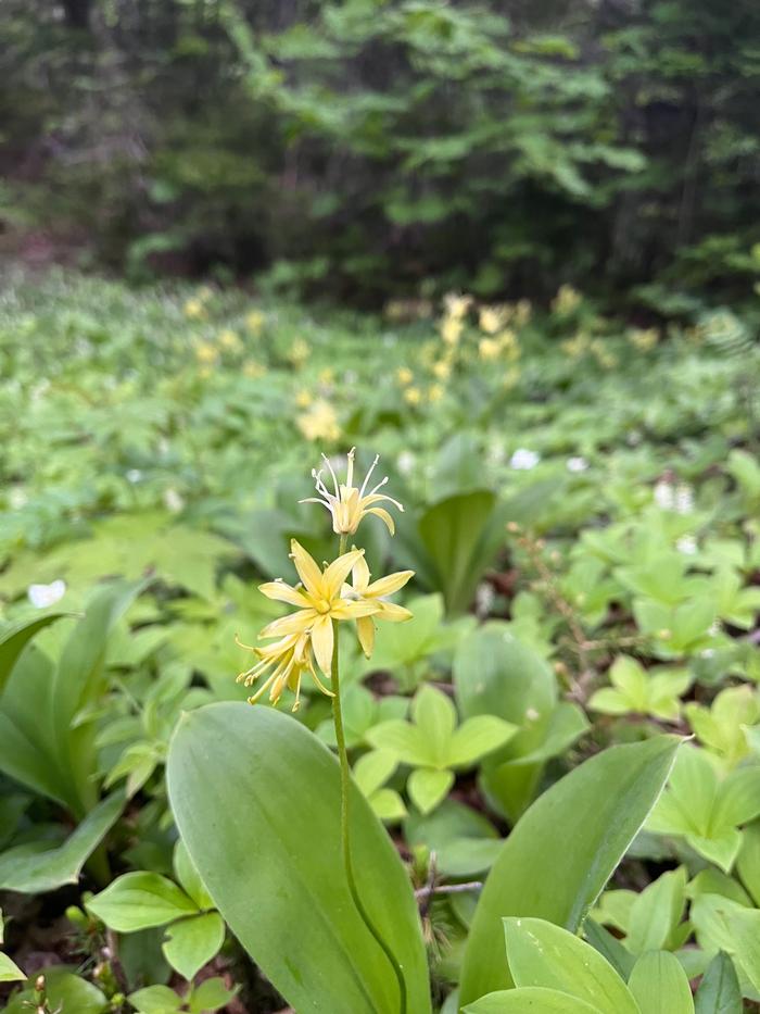 Cole Campbell (c) Native Plant Trust