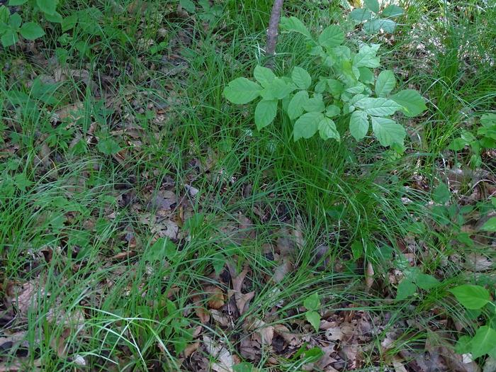 Reuven Martin, iNaturalist, https://www.inaturalist.org/observations/218607765