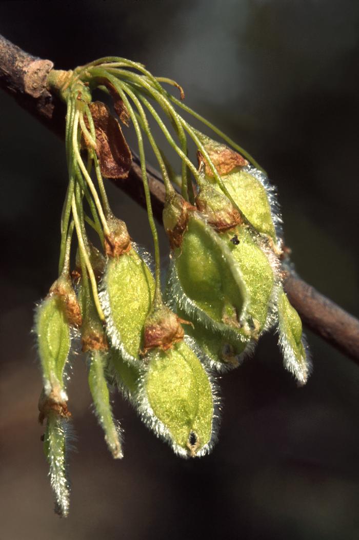 John Lynch (c) Native Plant Trust