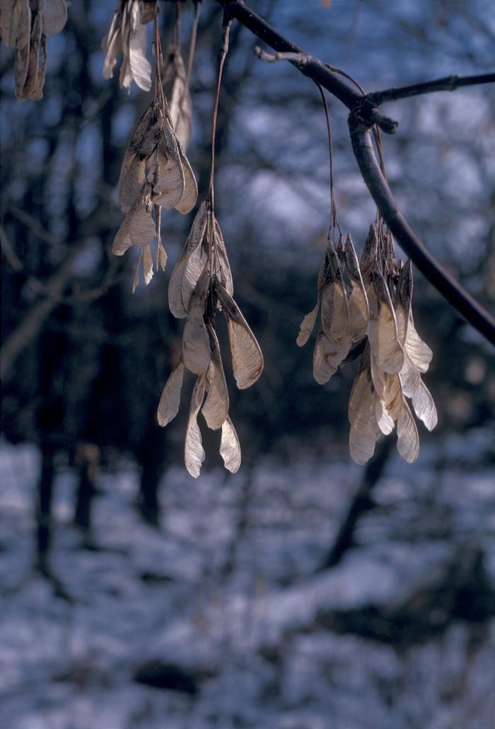 Jean Baxter (c) Native Plant Trust