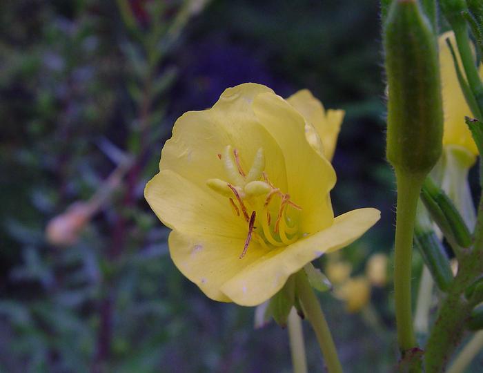 Arthur Haines (c) Arthur Haines