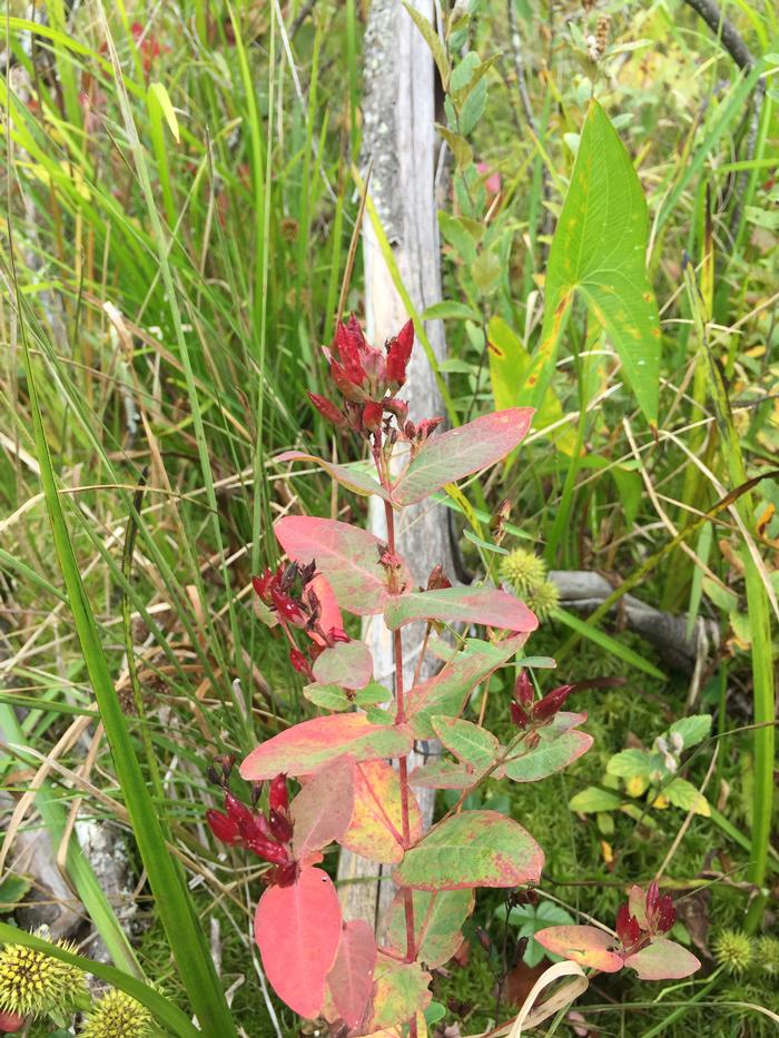 Michael Piantedosi (c) Native Plant Trust