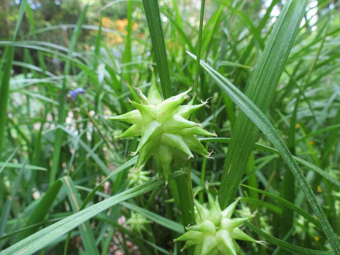 Evan Bean (c) Native Plant Trust