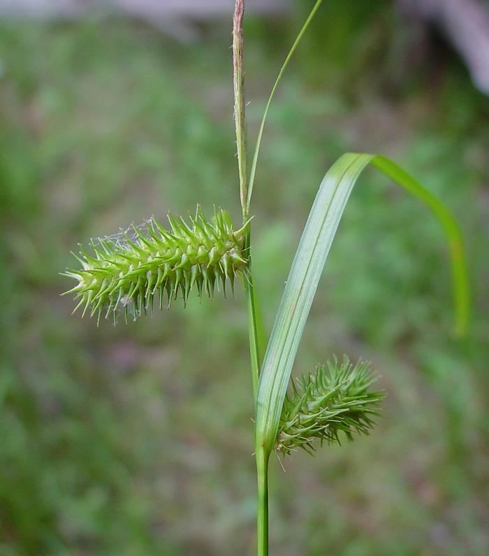 Arthur Haines (c) Arthur Haines