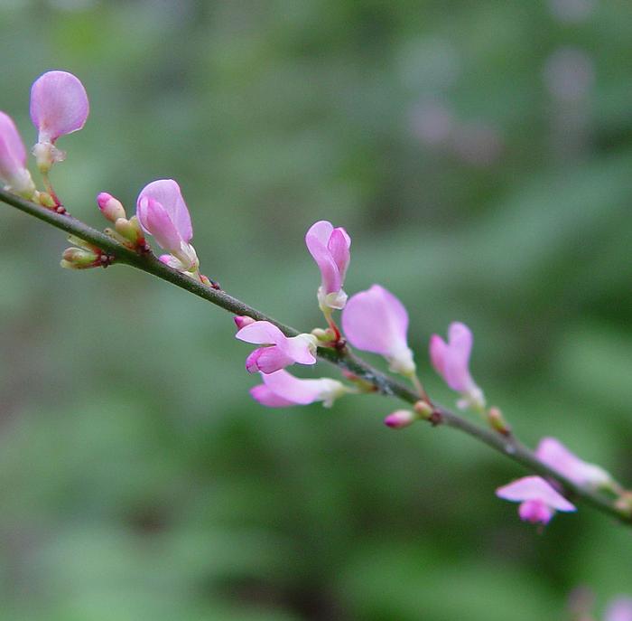 Arthur Haines (c) Arthur Haines