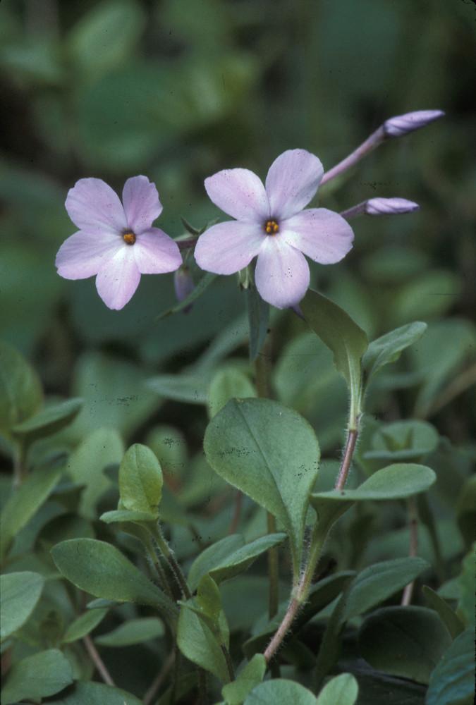 John Lynch (c) Native Plant Trust