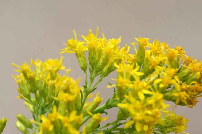 Arieh Tal (c) Arieh Tal 