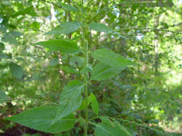 Arthur Haines (c) Arthur Haines