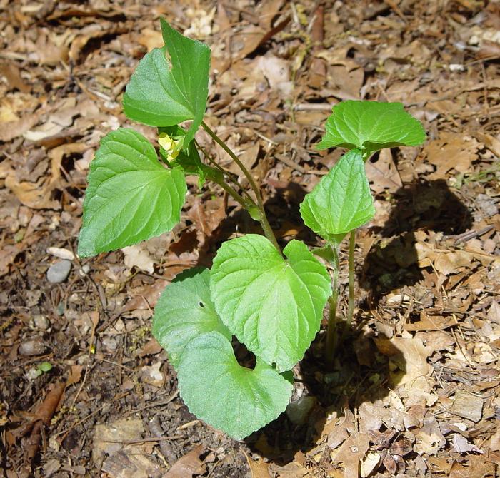 Arthur Haines (c) Arthur Haines 