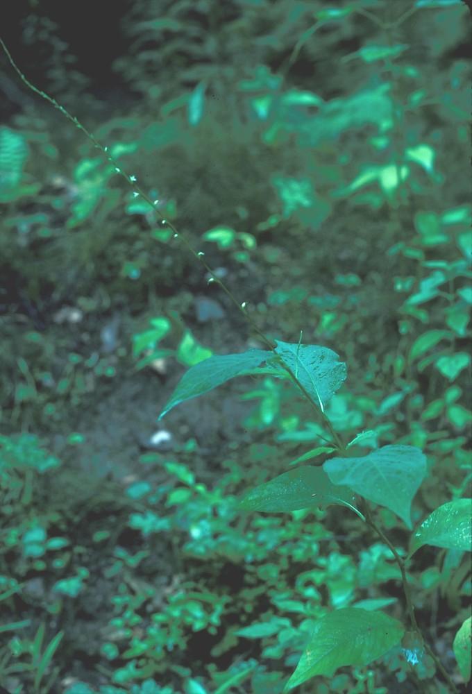 Frank Bramley (c) Native Plant Trust