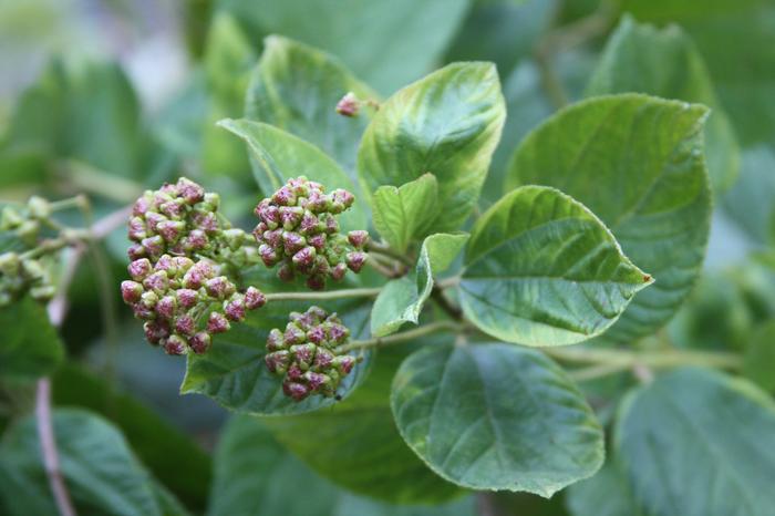 New Jersey tea - Ceanothus americanus from Native Plant Trust