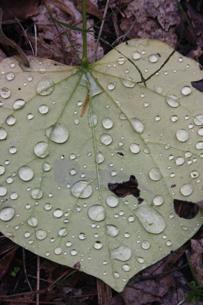 redbud - Cercis canadensis from Native Plant Trust