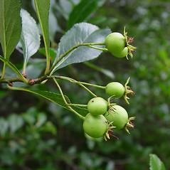 (c) Arthur Haines, Native Plant Trust