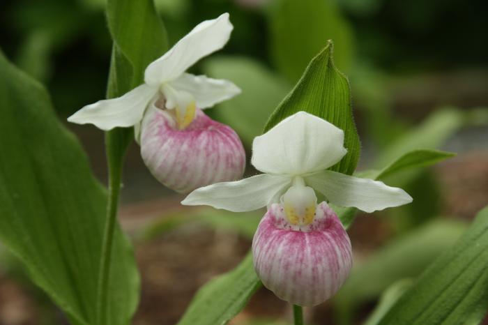 showy lady's slipper - Cypripedium reginae from Native Plant Trust