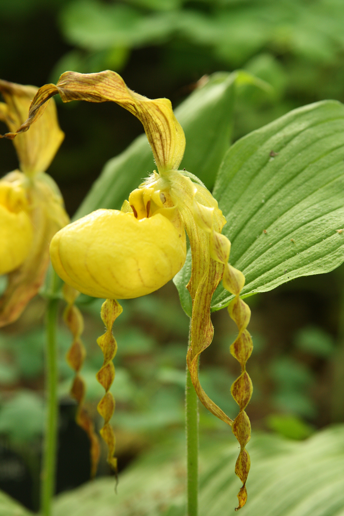 Photo by Dan Jaffe (c) Native Plant Trust 2020; for reuse inquiries, contact lgreen@nativeplanttrust.org