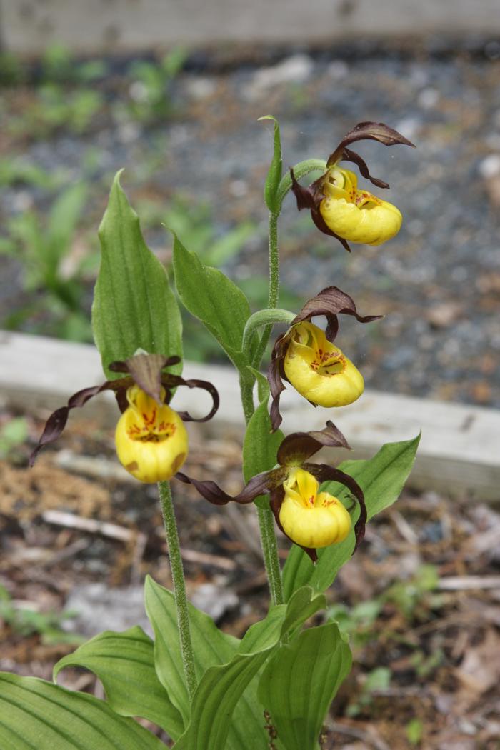 small yellow lady's slipper - Cypripedium parviflorum var. parviflorum from Native Plant Trust