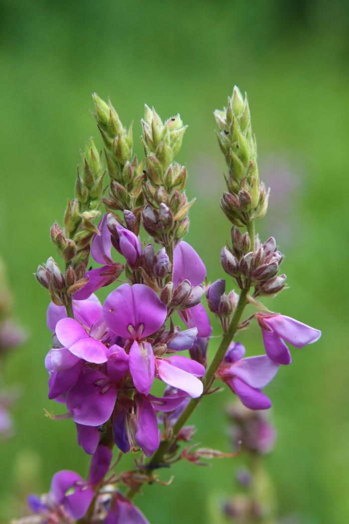 showy tick trefoil Desmodium canadense from New England Wild Flower Society