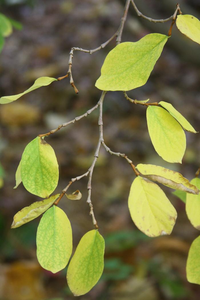 leatherwood - Dirca palustris from Native Plant Trust