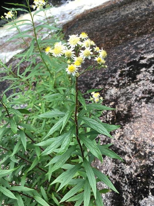 flat top aster - Doellingeria umbellata from Native Plant Trust