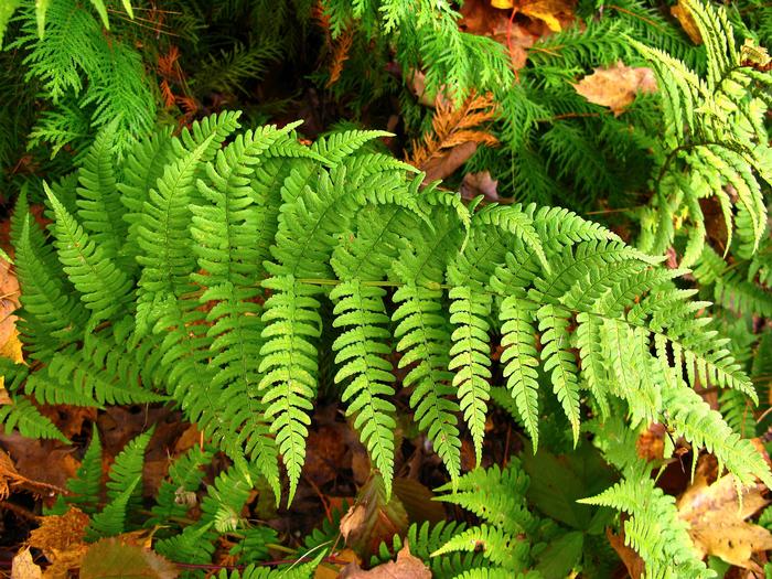 marginal fern - Dryopteris marginalis from Native Plant Trust