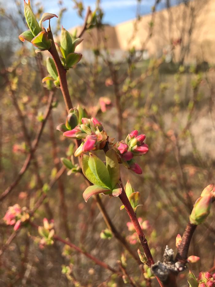 black huckleberry - Gaylussacia baccata from Native Plant Trust