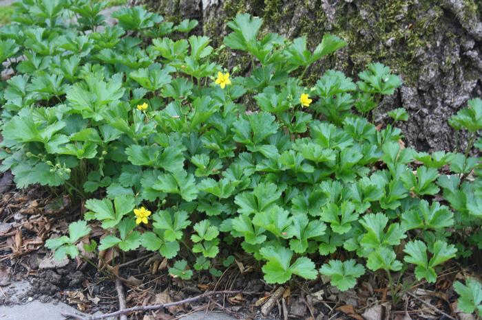 Appalachian barren strawberry - Geum fragarioides from Native Plant Trust