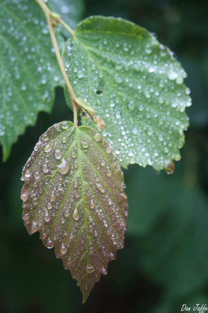 American witch hazel - Hamamelis virginiana from Native Plant Trust