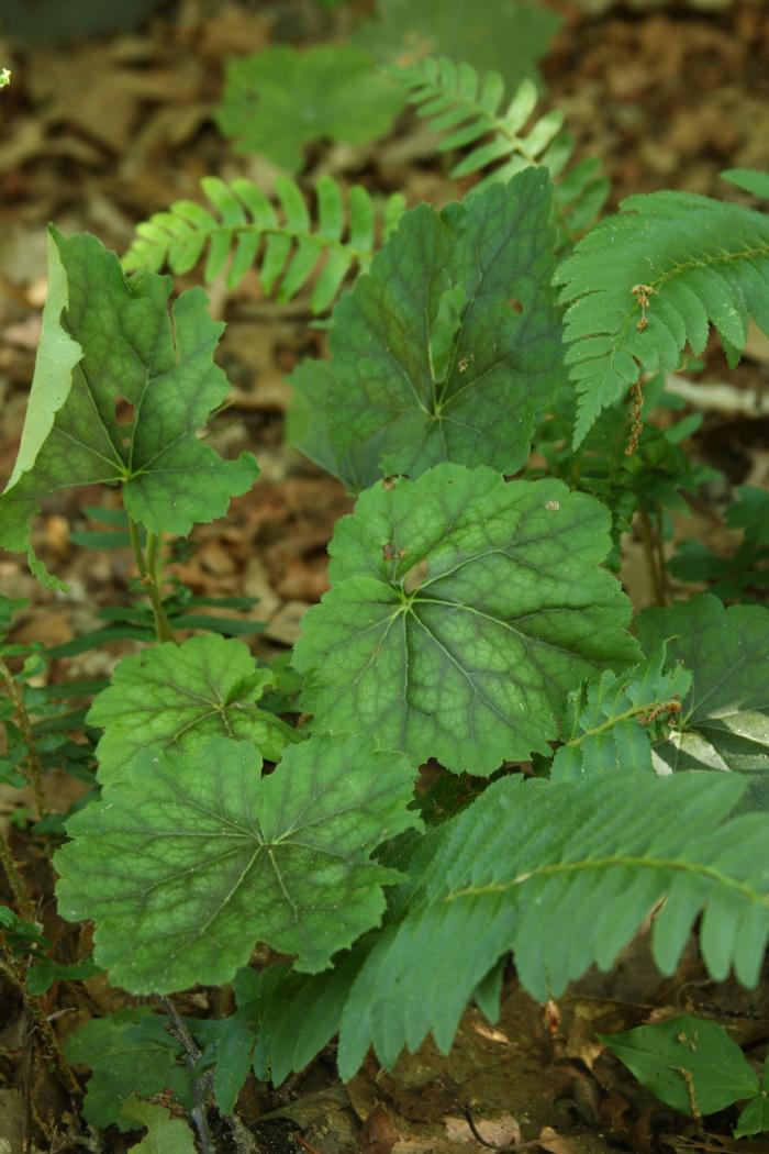 coralbells - Heuchera americana var. americana from Native Plant Trust