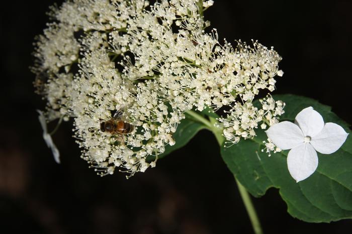 smooth hydrangea - Hydrangea arborescens from Native Plant Trust