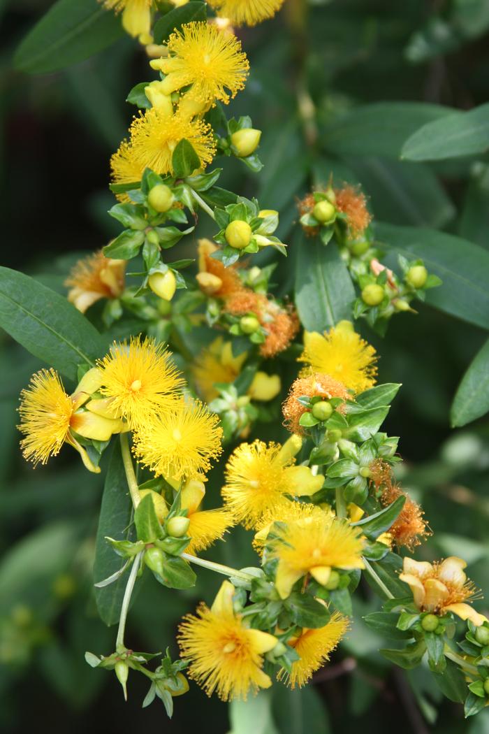 shrubby St John's wort - Hypericum prolificum from Native Plant Trust