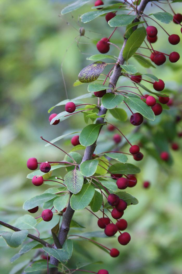 mountain holly - Ilex mucronata from Native Plant Trust