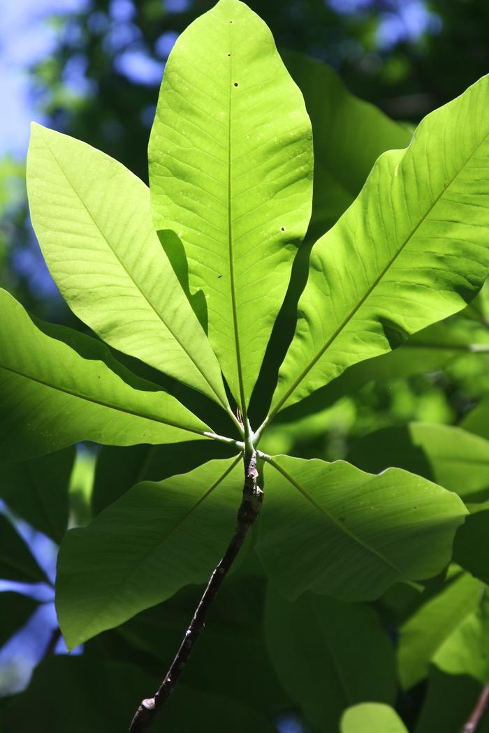 umbrella tree - Magnolia tripelata from Native Plant Trust