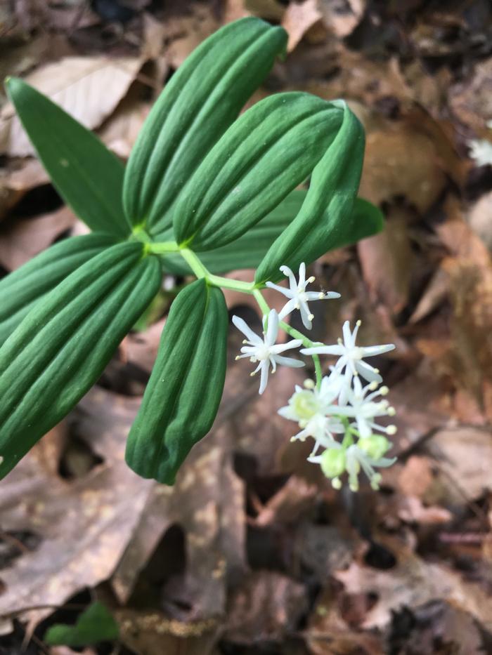 starry false Solomons seal - Maianthemum stellatum from Native Plant Trust