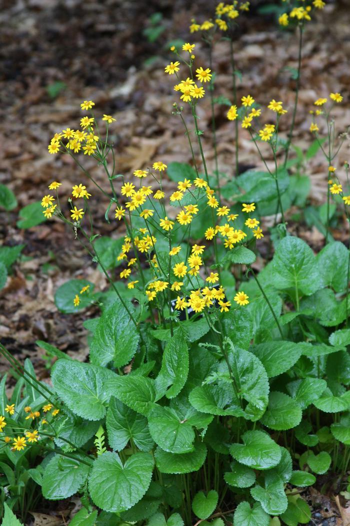 golden groundsel - Packera aurea from Native Plant Trust