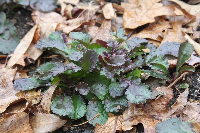 running groundsel - Packera obovata from Native Plant Trust