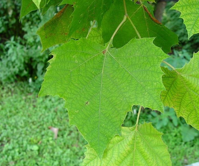 Arthur Haines (c) Native Plant Trust