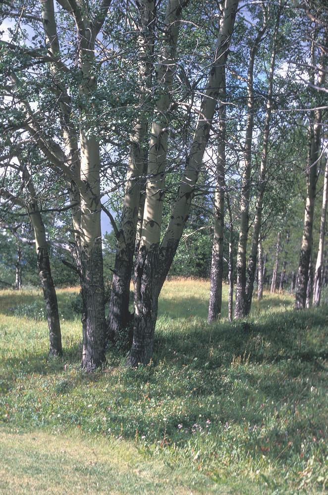 Frank Bramley (c) Native Plant Trust